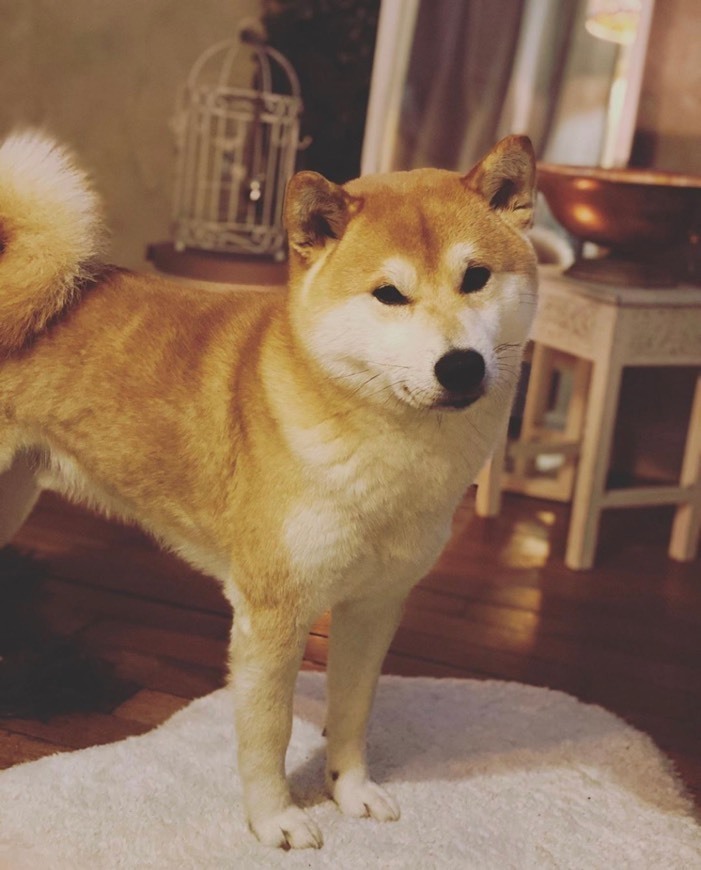 Moda Ruca the Shiba Inu