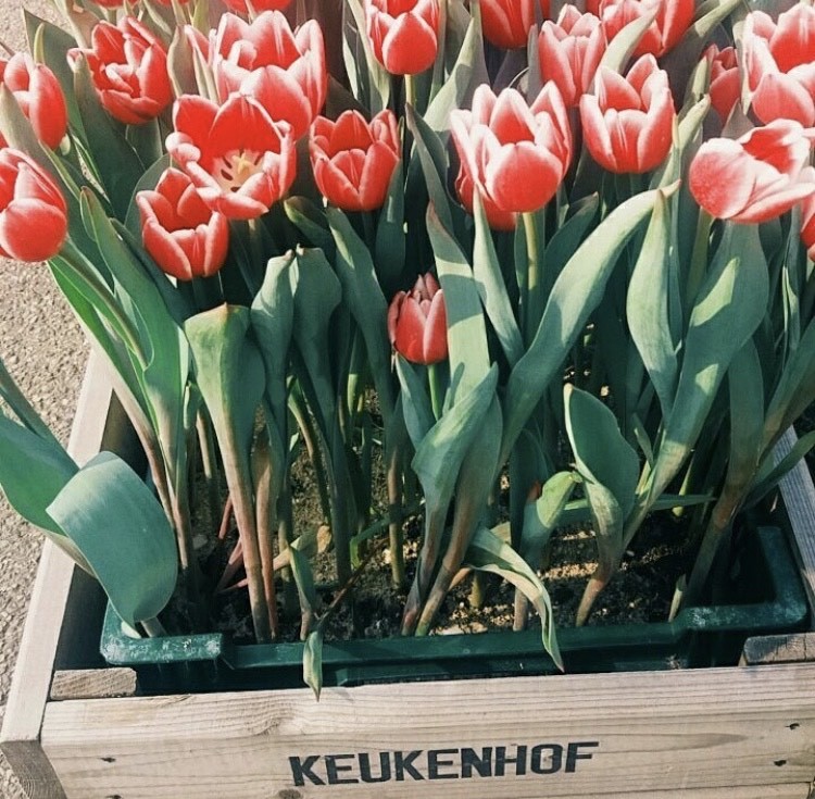 Place Keukenhof HOLLAND