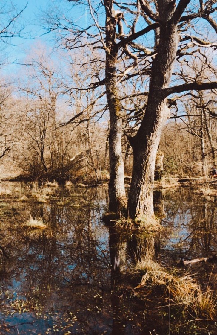 Restaurantes Bosque de Orgi