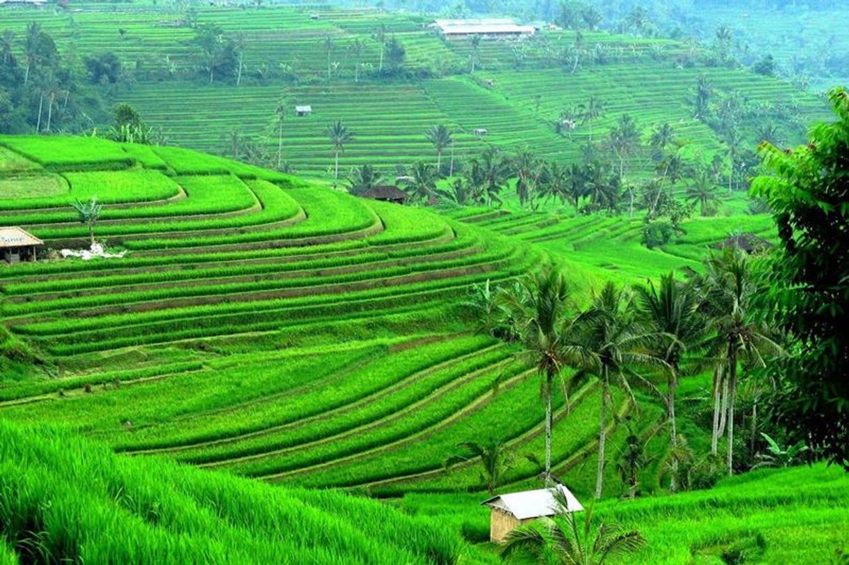 Place Jatiluwih Rice Terraces