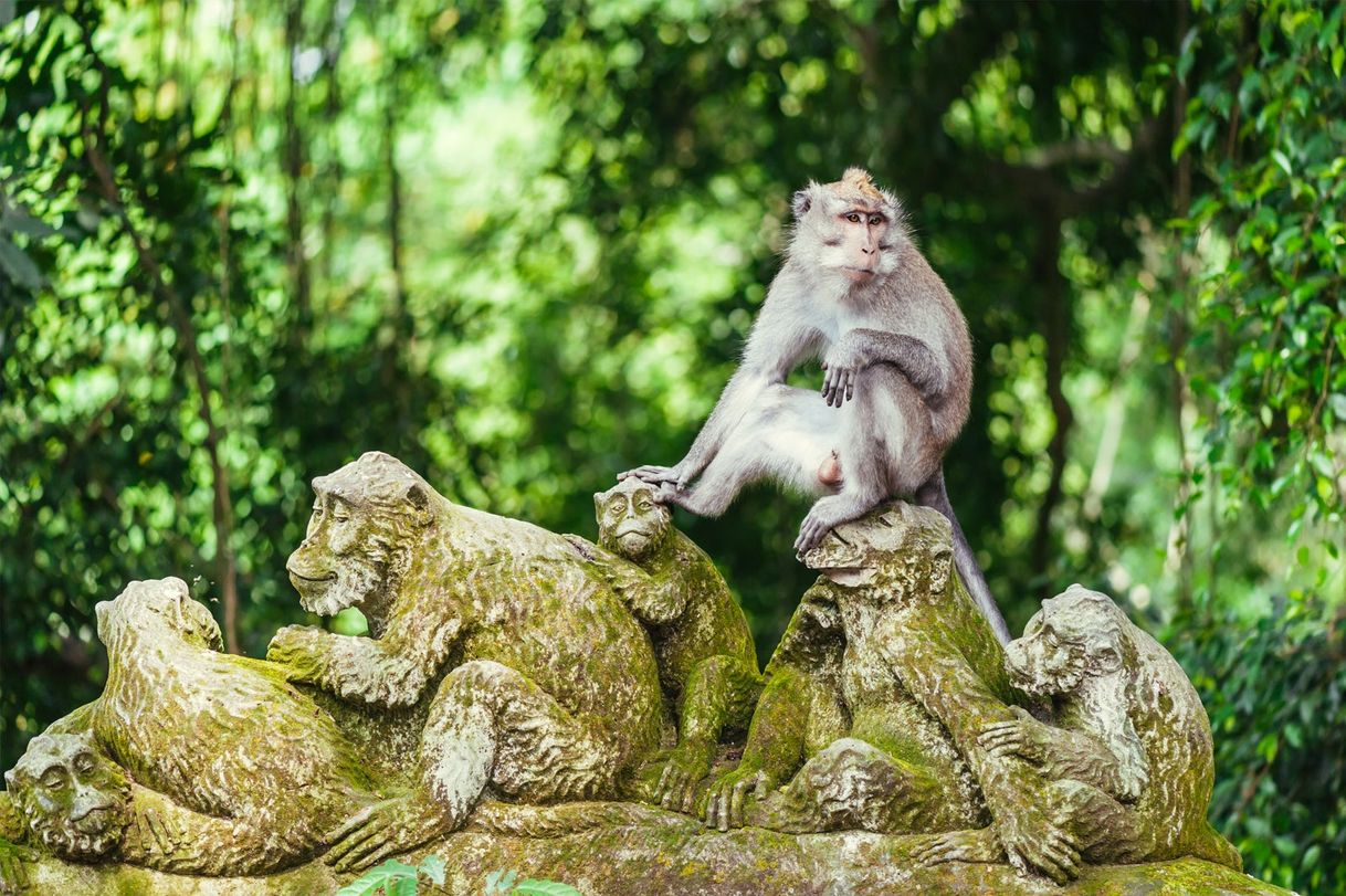 Lugar Sacred Monkey Forest Sanctuary