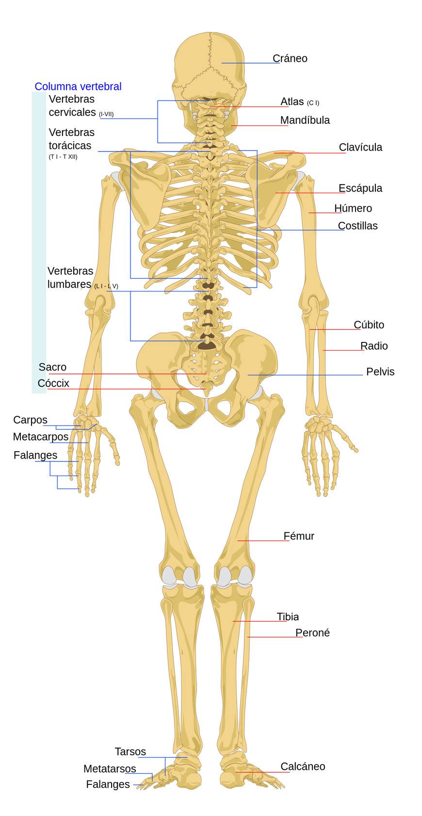 Moda Anatomía humana - Wikipedia, la enciclopedia libre