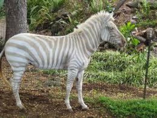 Zebra Albina