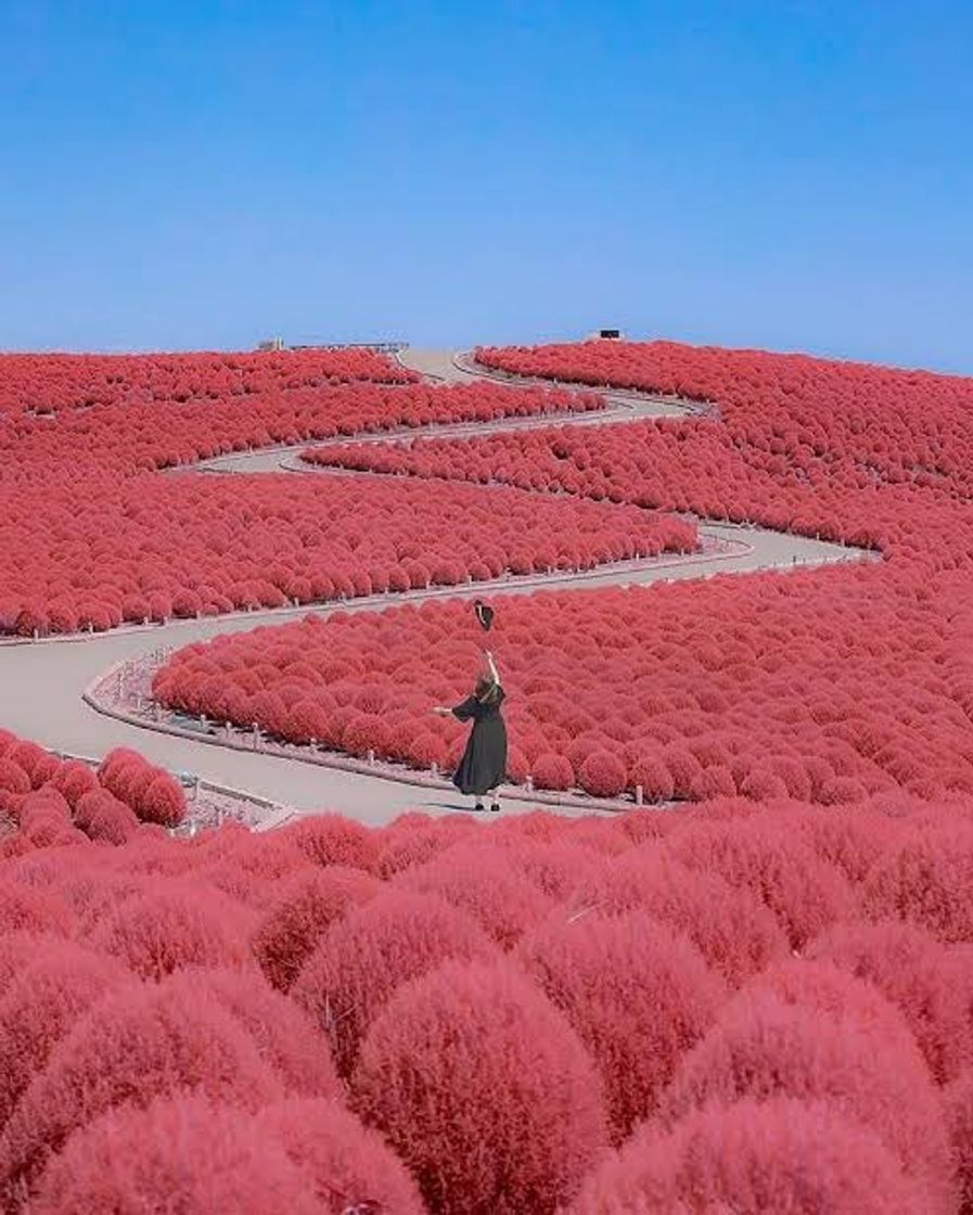 Fashion Hitachi Seaside Park 📍Japan