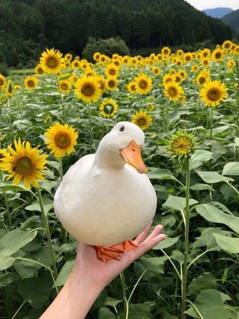 Social 🦢