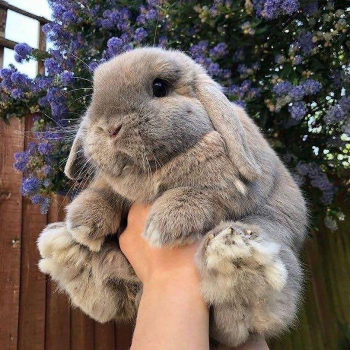Social 🐇