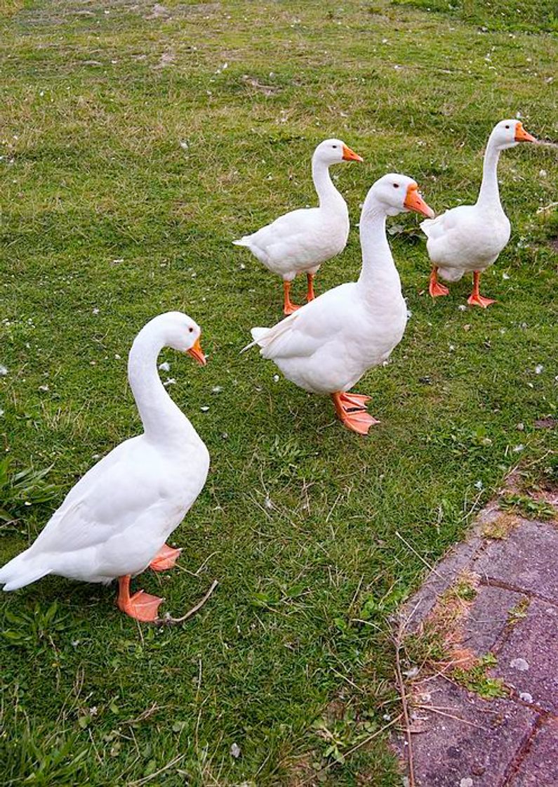 Social 🦢