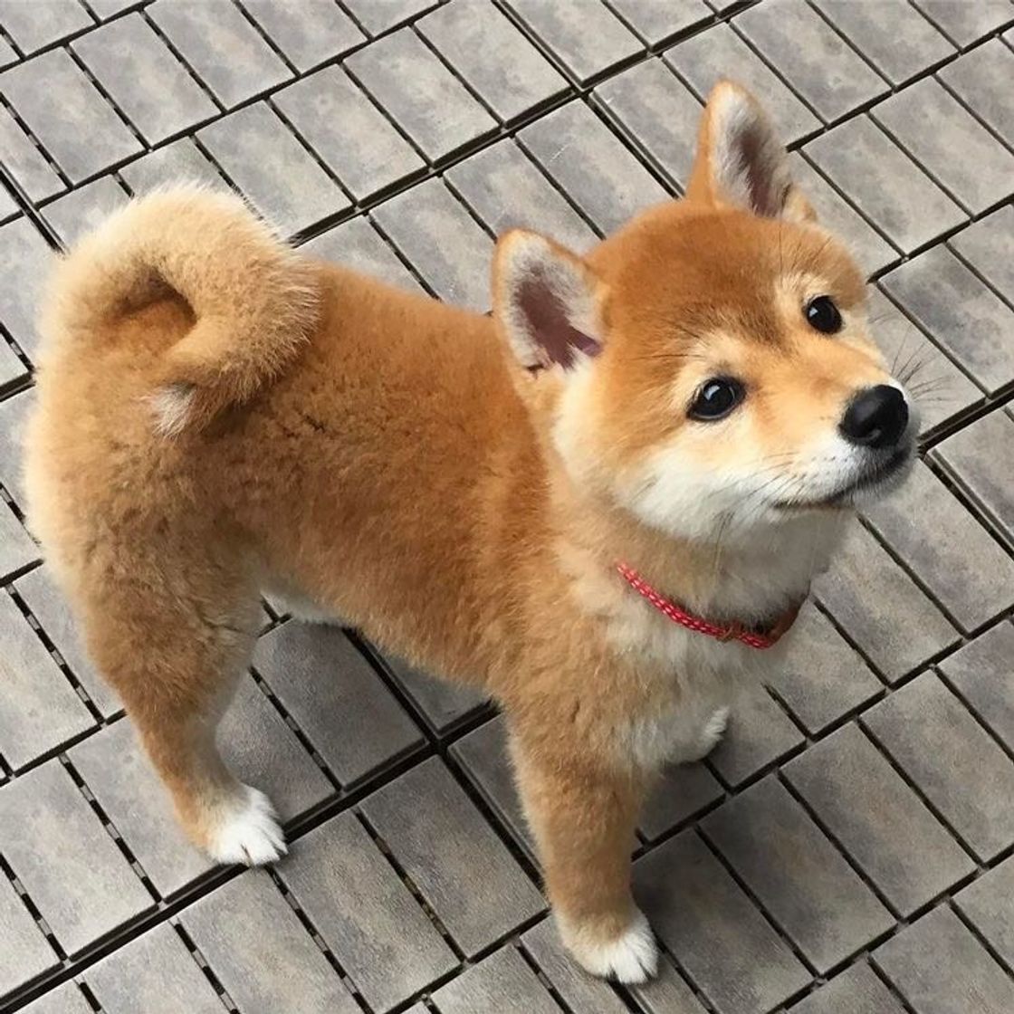 Moda Shiba Inu 