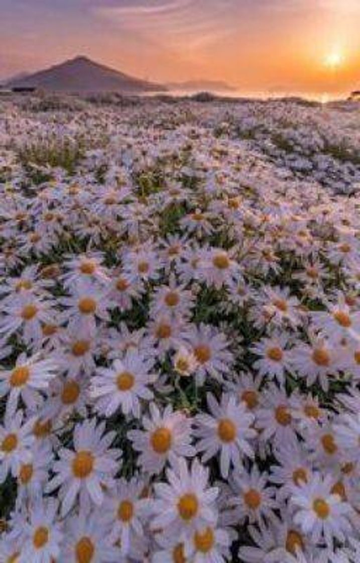 Social Papel de parede ❤