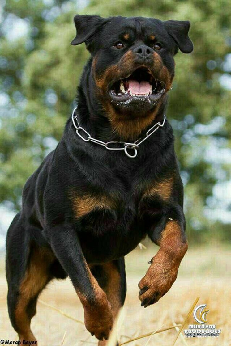 Moda Rottweiler