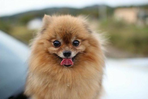  Dog Pomeranian