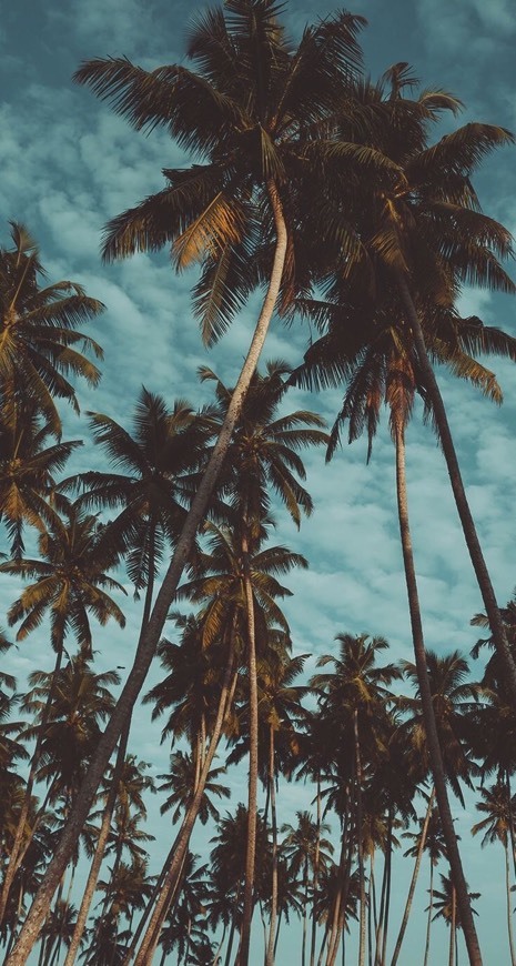 Social Beach 4