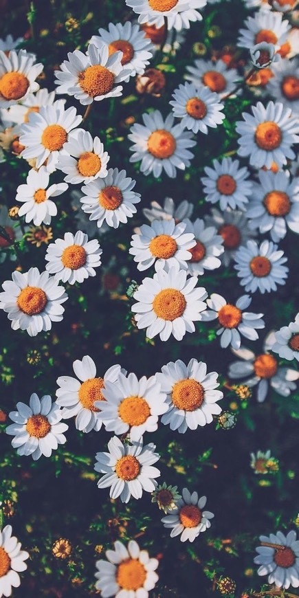 Social Flowers 1