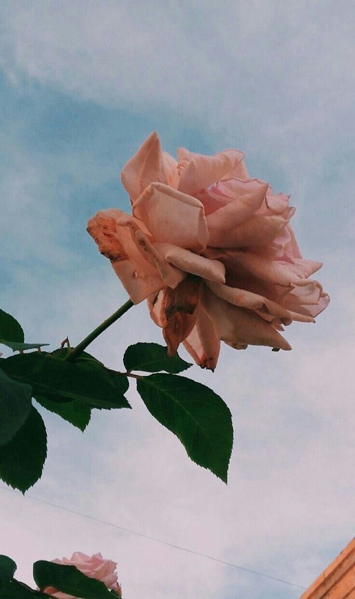 Social Flowers 2