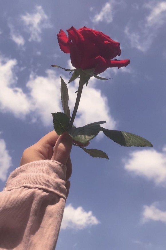Social Flowers 3
