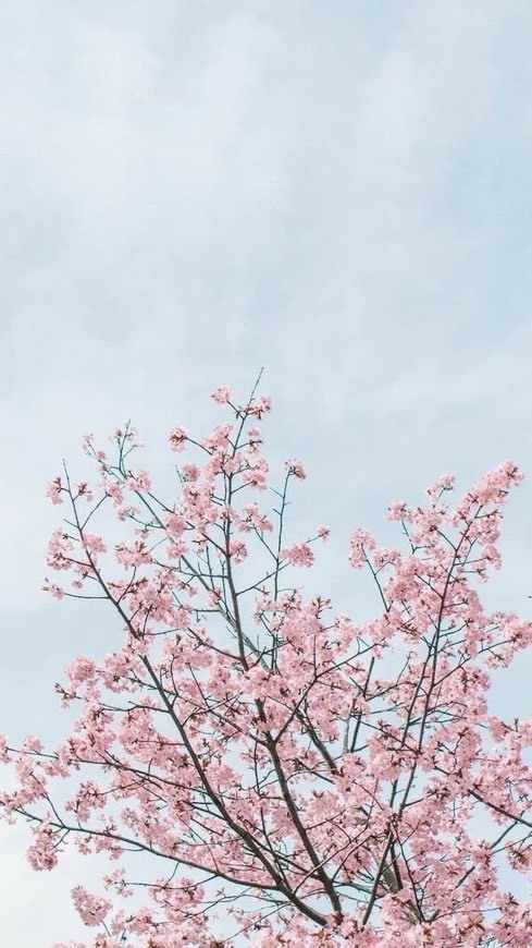 Social Flowers 17