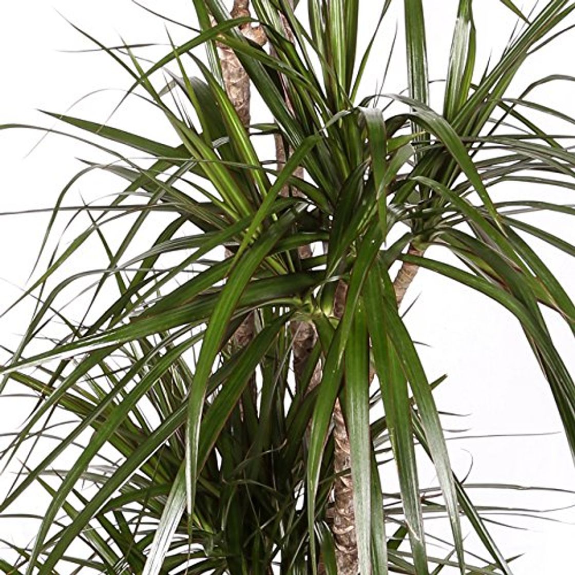 Producto Dracaena Marginata - Maceta 17cm. - Altura aprox. 80cm - 2 Troncos