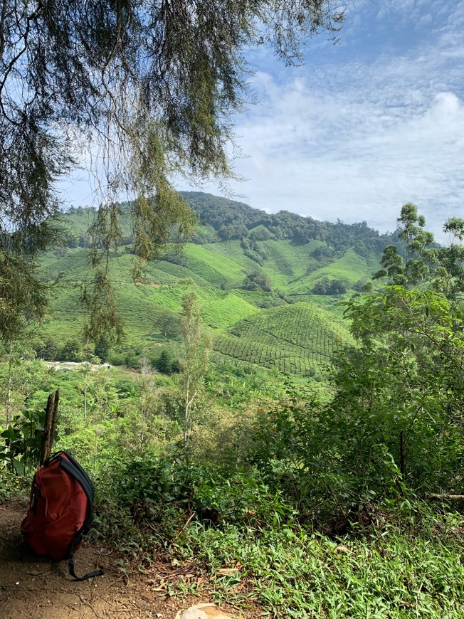 Place Cameron Highlands