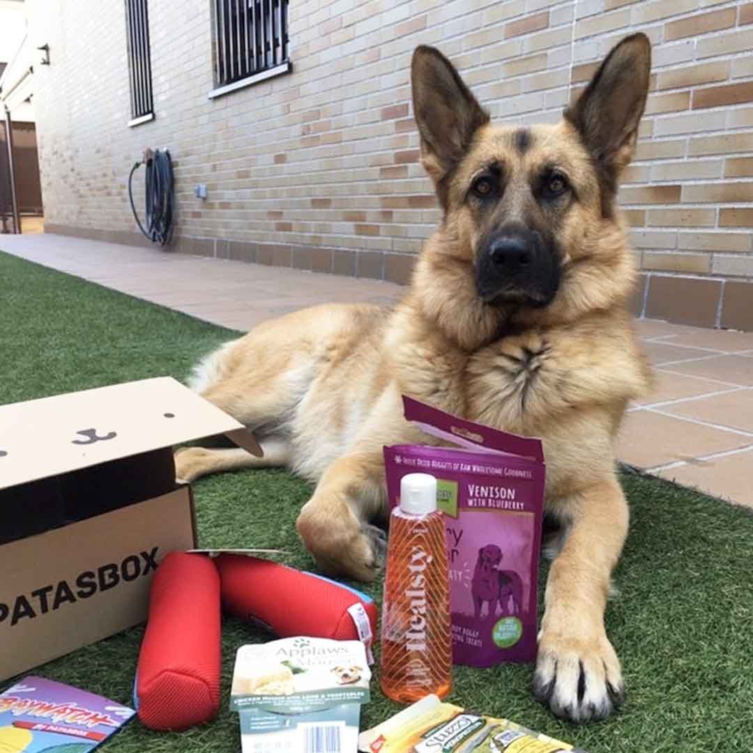 Moda Cajita mensual patasbox productos perros