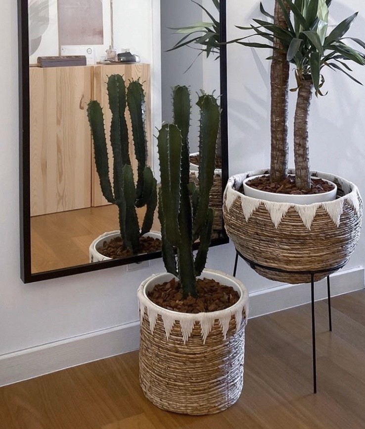 Social Cacto em vaso