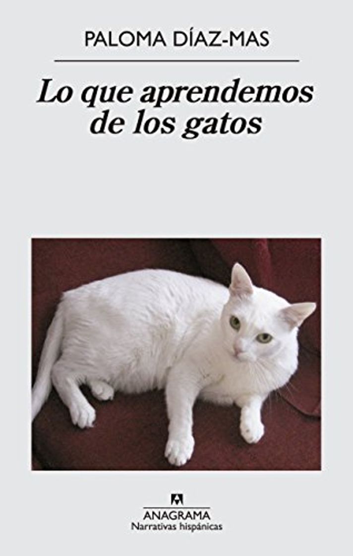 Libro Lo que aprendemos de los gatos