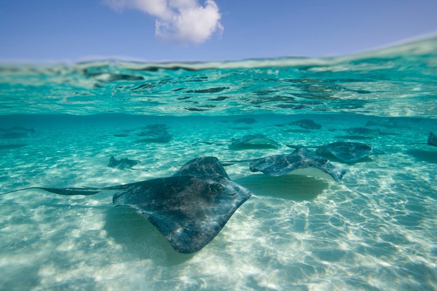 Place Stingray City Cayman Islands