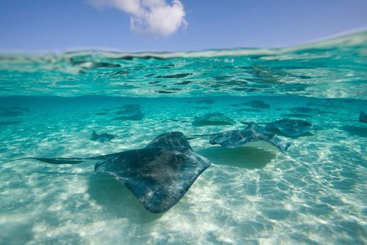 Stingray City Cayman Islands