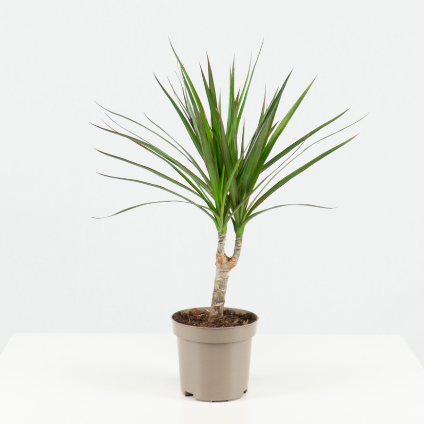 Producto DRACAENA MARGINATA