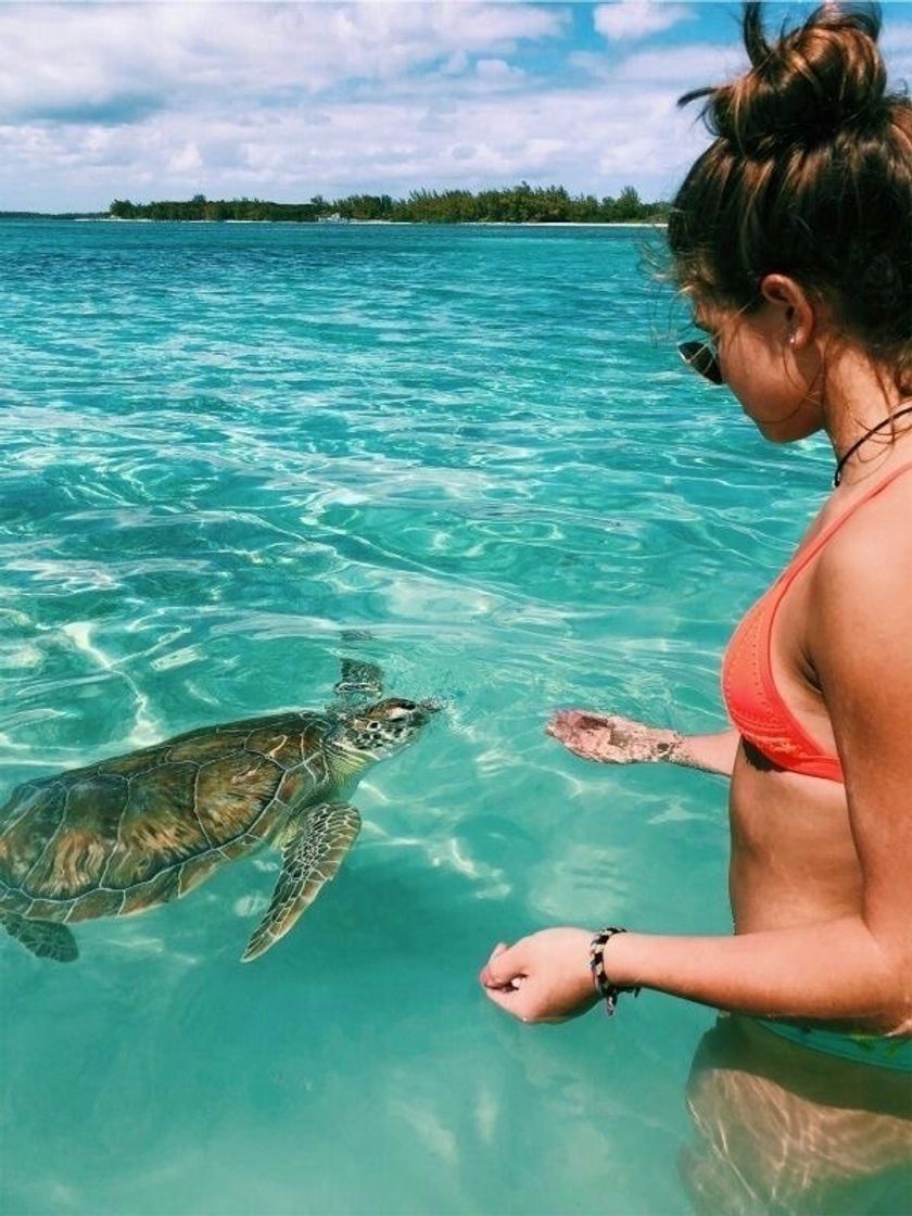 Social 🐢
