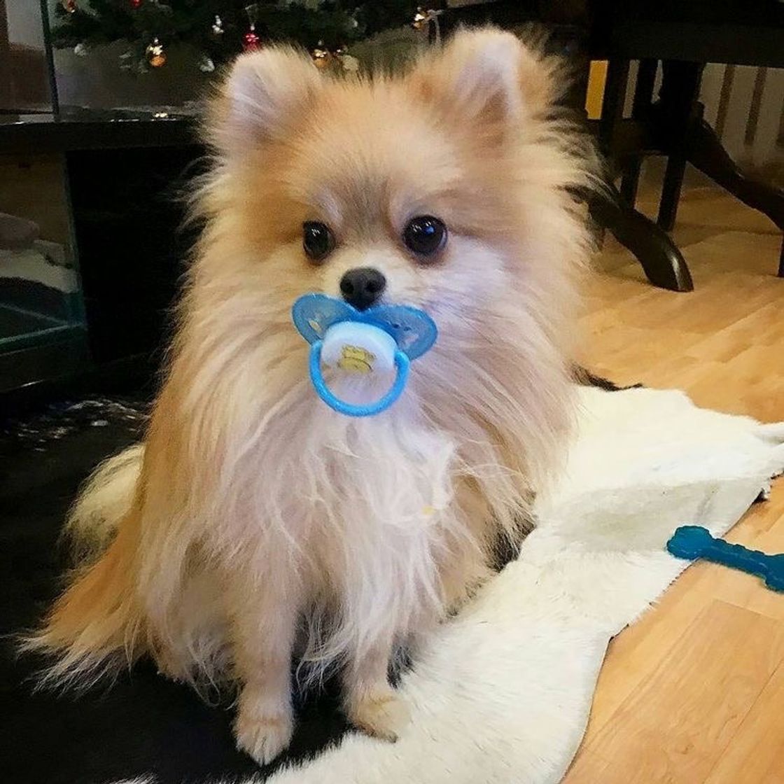 Social 🐶