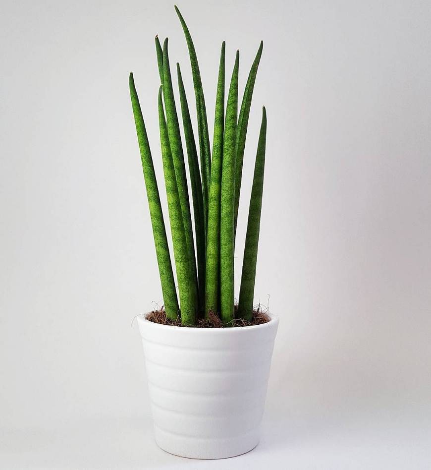 Products Sansevieria cilindrica