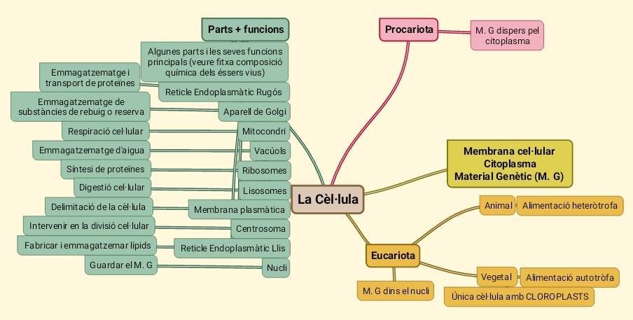 App SimpleMind Pro+ Mapas mentales