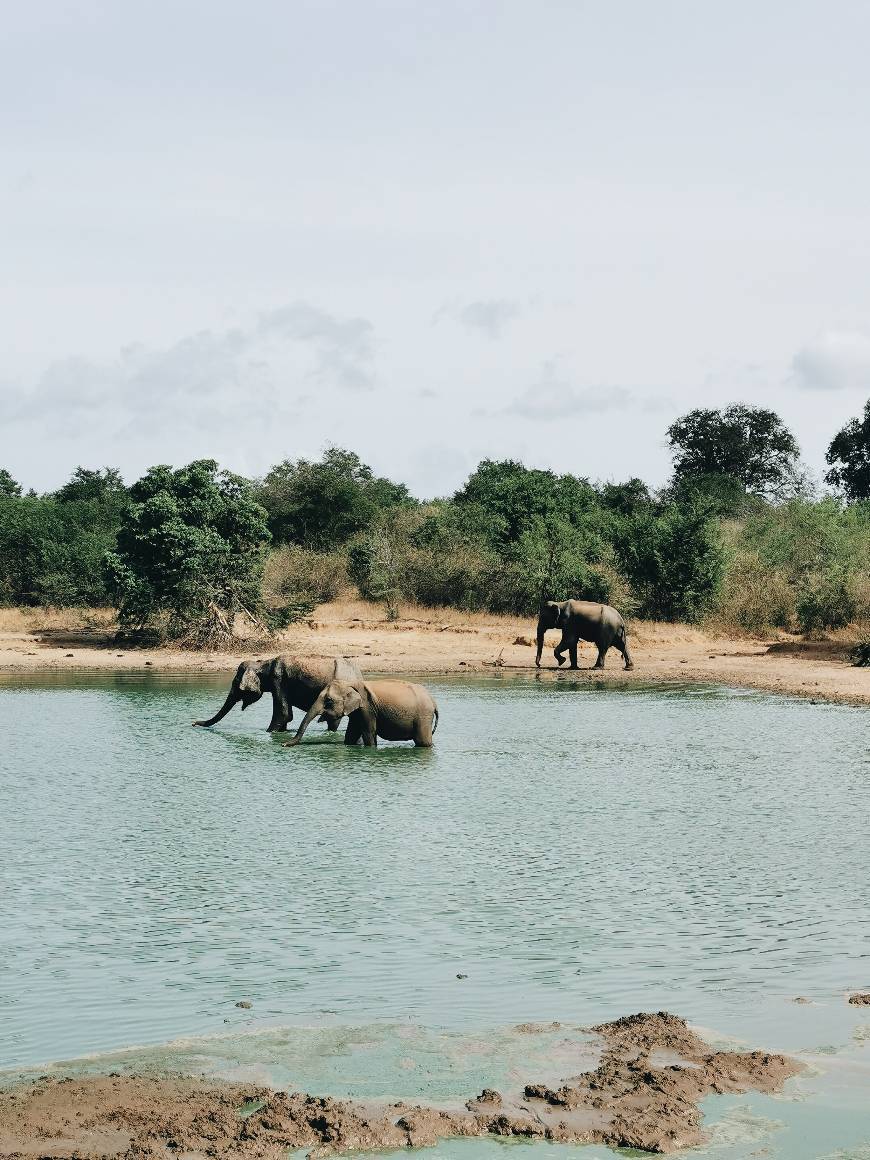 Place Udawalawe National Park