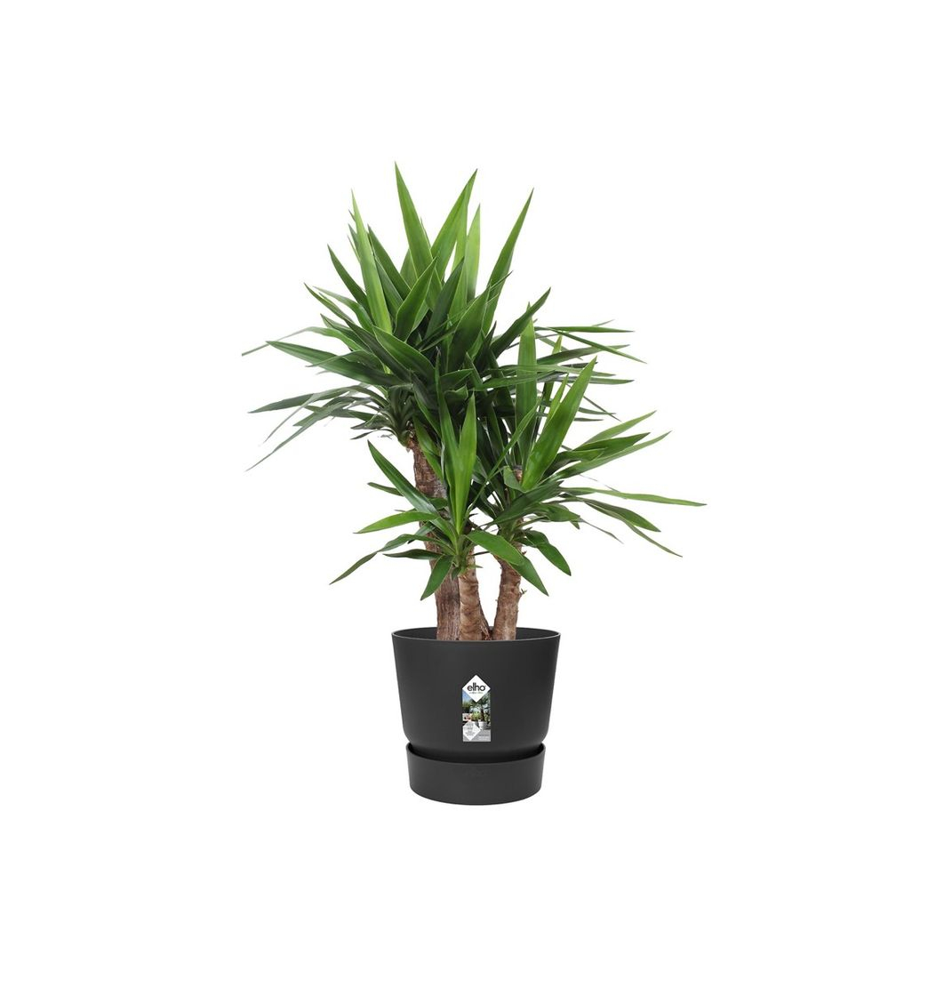 Product Yucca 