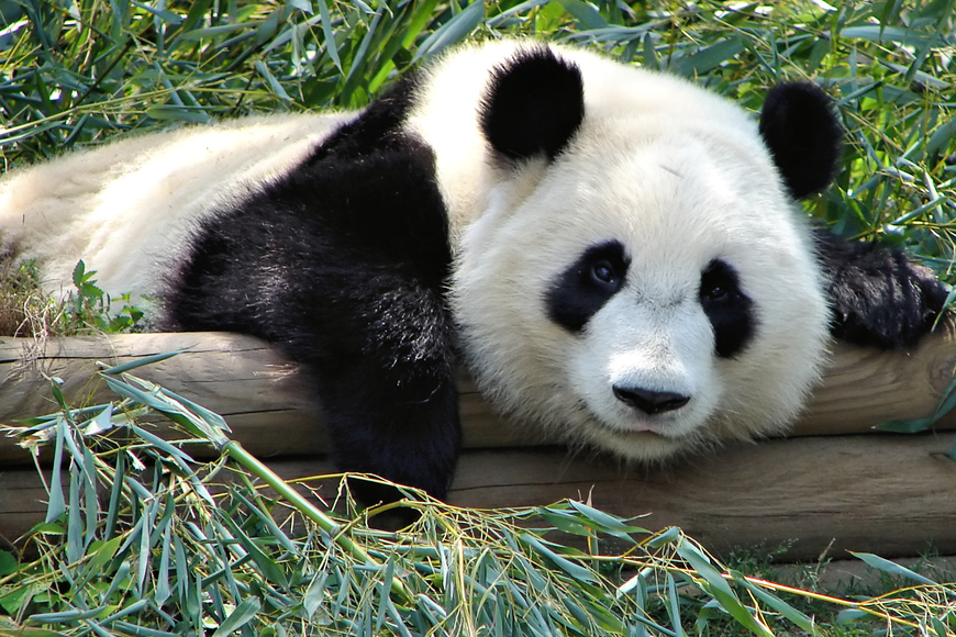 Fashion Giant panda - Wikipedia