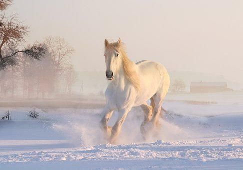 10,000+ Free Horse & Animal Images - Pixabay
