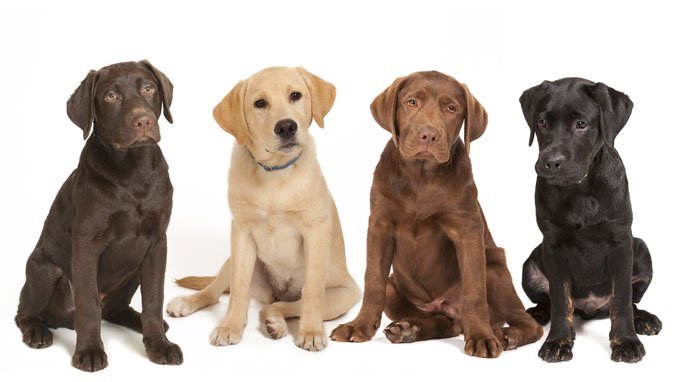 Moda Labrador Retriever Dog Breed Information