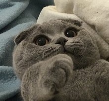 Fashion Scottish Fold - Wikipedia