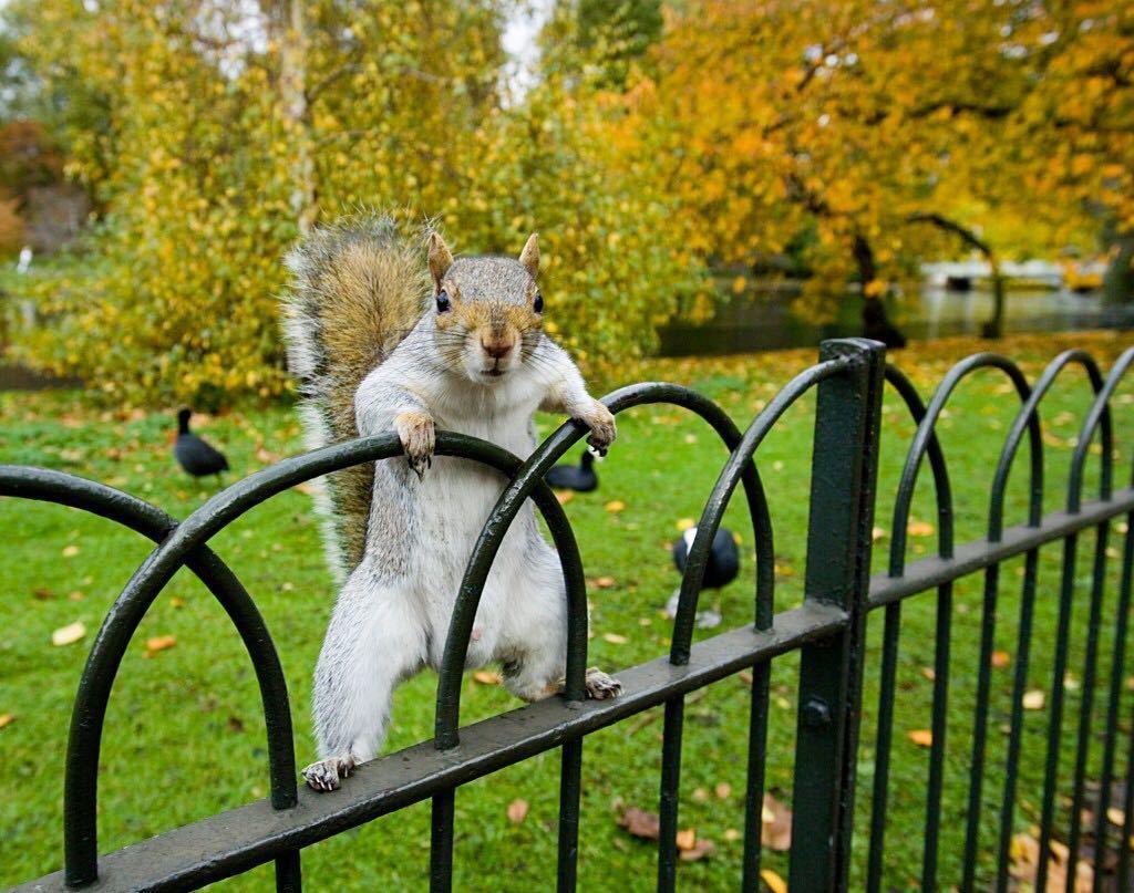 Lugar St James's Park