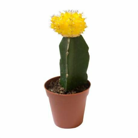 Cactus injertado color amarillo