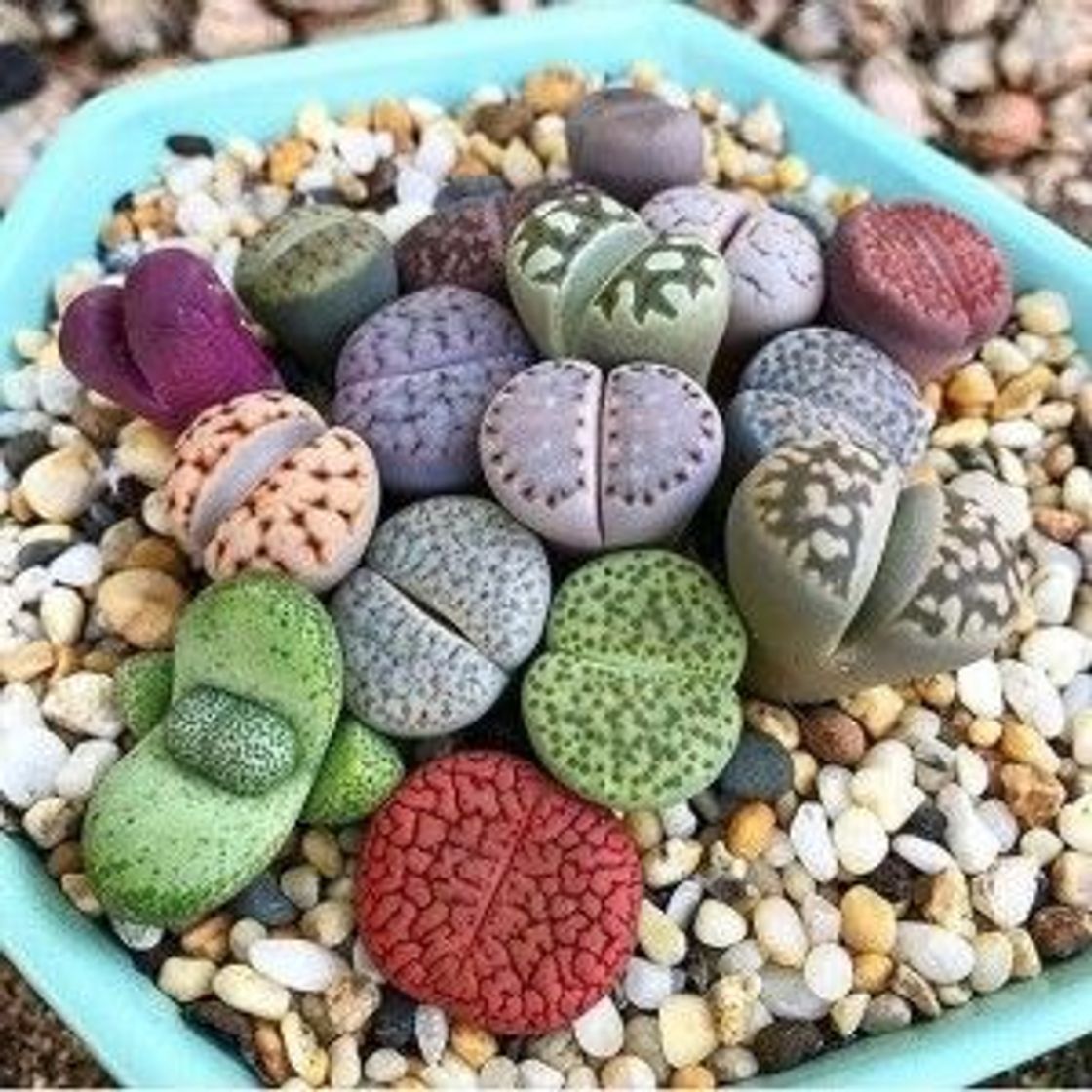 Productos Suculentas Lithops 😍