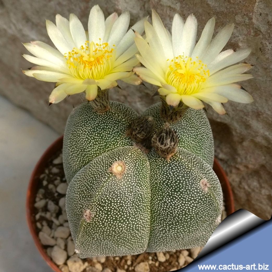 Productos Astrophytum myriostigma 