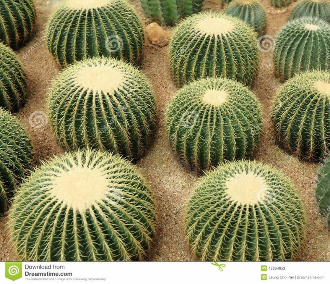 Productos Cactaceae