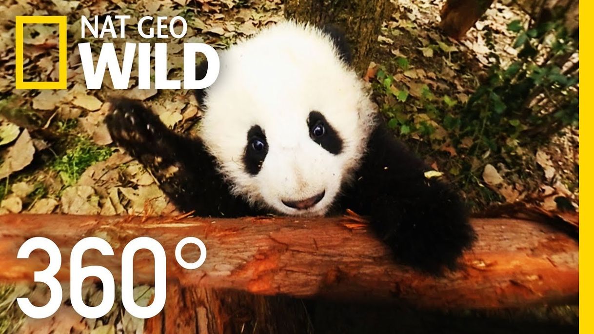 Moda 360° Baby Pandas | Nat Geo WILD - YouTube