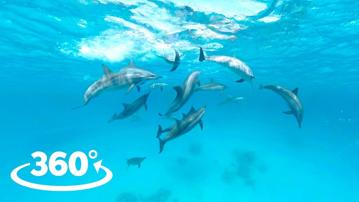 Moda Wild Dolphins VR / 360° Video Experience - YouTube