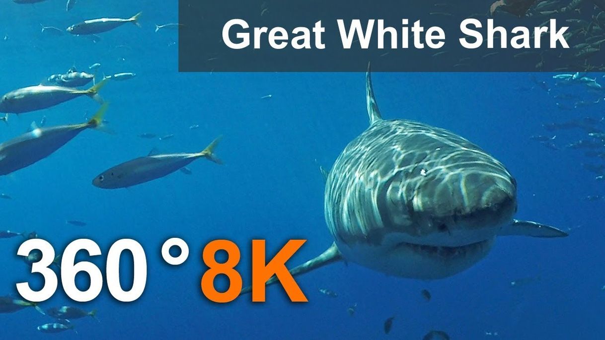 Moda 360°, Diving with great white shark, 8K underwater video - YouTube