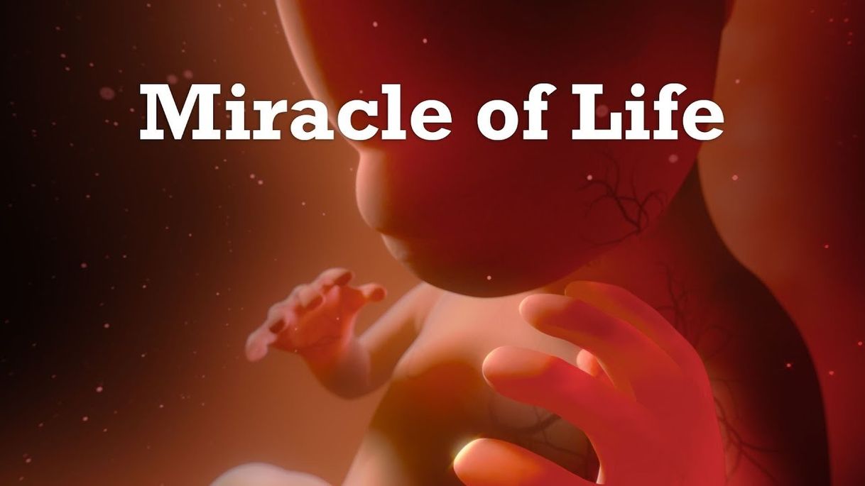 Moda "Miracle Of Life" - 360 Video - YouTube