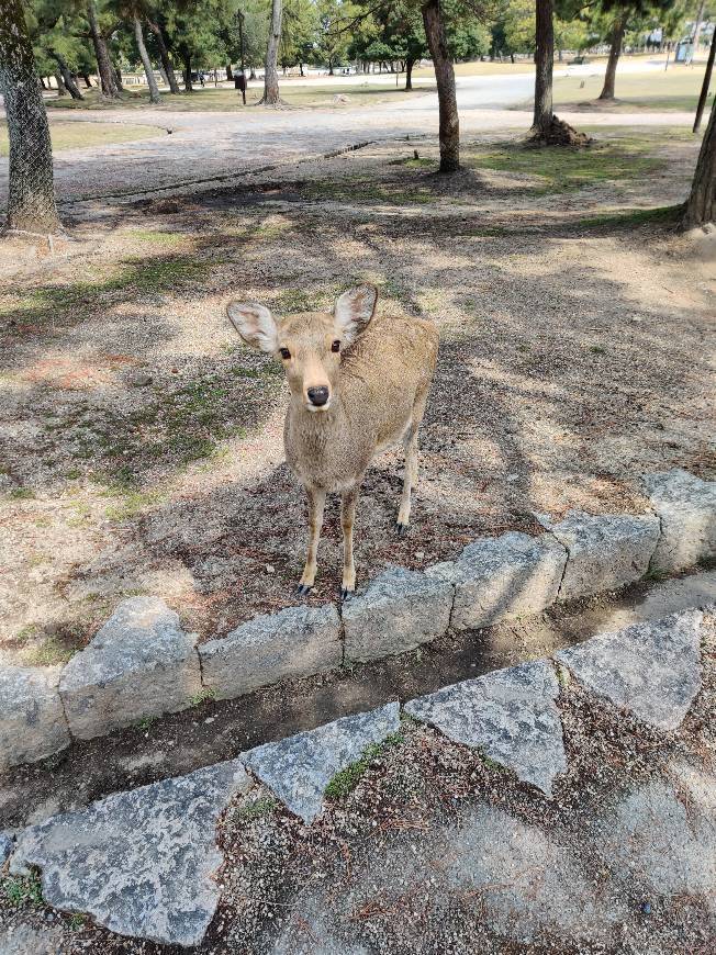 Place Nara Park