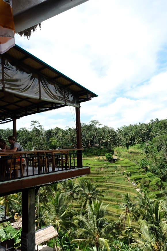 Lugar Rice fields