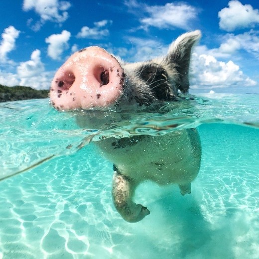 Swimming Pigs of Noname Cay